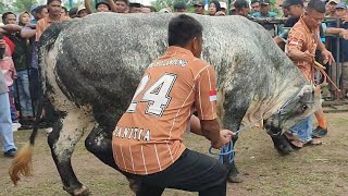 Sapi Monster Mitra Kandang Pedalaman Juara 1 Kelas Belgian Blue Kontes APPSI Lampung [upl. by Jorgan]