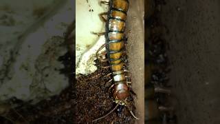 Barbados giant centipede Scolopendra angulata feeding black cricket [upl. by Gannon432]