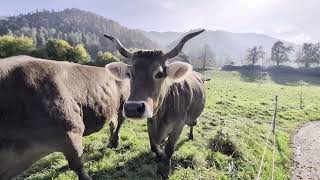 Idylle in Zug Neugierige Kuh auf der Wiese [upl. by Boelter]