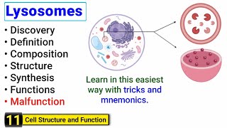 Lysosomes structure and function  Complete concept with Tricks  J Biology [upl. by Aiym]