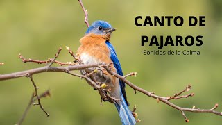 30 MIN de Sonidos RELAJANTES de PÁJAROS Cantando Canto de las AVES la Naturaleza y el Bosque [upl. by Tierney]