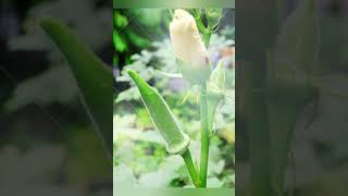 MEDICAGO FOOD or PLANT Ladys Finger GLARE HEALTHFUL TIPS [upl. by Tullusus]