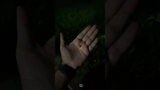 How Fireflies Light Up science sciencefacts [upl. by Oicafinob]