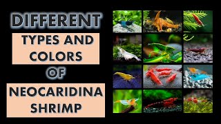 Different Types and Colors of Neocaridina Shrimp l Kinds of Neocaridina Shrimp l Neocaridina Shrimp [upl. by Trinee427]