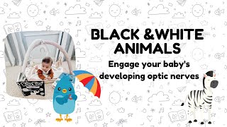 DITTY BIRD BOOKS  Black amp White Animal Sounds for babies [upl. by Batista9]