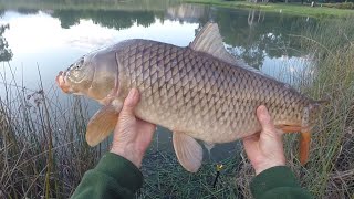 Early morning pond session urbanpondfishing pondfishing carpfishing carp [upl. by Belia653]