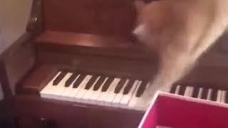 Cat panics on piano keys meme [upl. by Alanah]