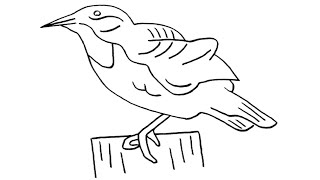 How to Draw a Western Meadowlark  Easy Step by Step Tutorial [upl. by Immak139]