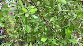 Henna Tree Lawsonia inermis Hina General Care Guide Sunlight Propagation Fertilization [upl. by Norrek]