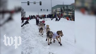 Iditarod kicks off with ceremonial start [upl. by Dahsra676]