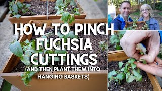 😃 How to Pinch Fuchsia Cuttings and Plant Them 😃 [upl. by Aicenaj545]