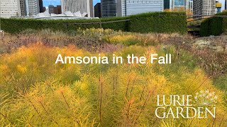 Amsonia in the Fall [upl. by Windsor]