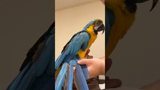 Blue and Gold Macaw Has Tail Pin Feathers Growing In [upl. by Atteuqcaj]