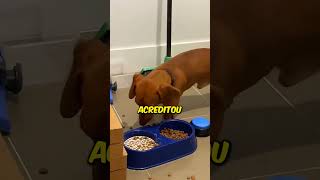 Esse cachorro queria COMER algo especial 🤣 interessante curioso incrivel cachorro engraçado [upl. by Ahseuqram579]