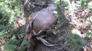 HE SHOT AN ELK ON THE WAY OUT  EXTENDED ARCHERY ELK HUNT [upl. by Farrica]