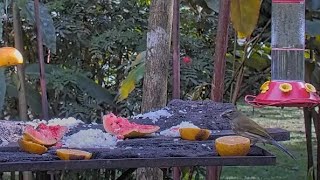 Rare Visitor Streaked Saltator Nibbles On Treats At Panama Fruit Feeder – Nov 28 2023 [upl. by Osnofledi514]