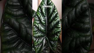 Алоказия синуата  Alocasia sinuata  FlowersLand [upl. by Eatnom284]