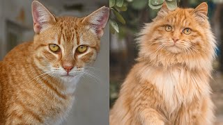 Funny Cat Videos  cute kitten  cat videos 2024  cute animals  Dog vs Cat  YouTube cats [upl. by Nomae]