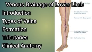 Venous Drainage of Lower limb [upl. by Eldridge]