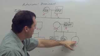 Autosomal Dominant Pedigree [upl. by Kisung924]