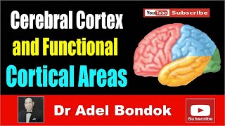 Cerebral Cortex and Functional Areas Dr Adel Bondok [upl. by Imim]