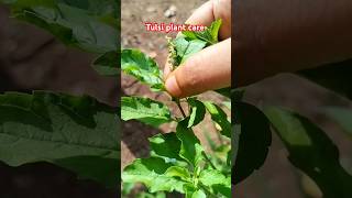 🌿तुलसी जी को घना कैसे करें🌿Tulsi plant care youtubeshortsgardening tulsitulsiplantcare [upl. by Atnohsal]