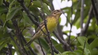 黃胸鵐 Yellow breasted Bunting [upl. by Leopoldine]