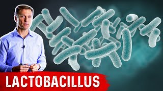 The Benefits of Lactobacillus a Friendly Microbe [upl. by Cir]