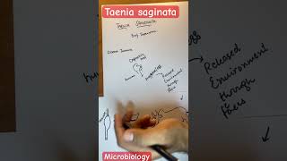 Taenia saginata microbiology parasitology [upl. by Nede651]