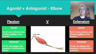 Anatomy 7  Agonist V Antagonist muscle pairs [upl. by Ivel60]