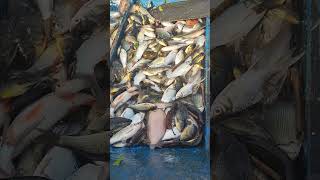 Beraneka ragam ikan sungai Nelayan Fishing Fyp Trendingshorts [upl. by Servais976]