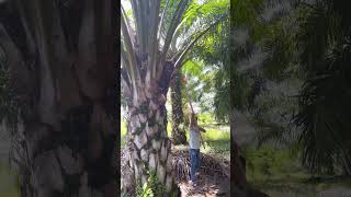 Palm oil production process 1 [upl. by Niowtna]