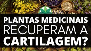 quotPlantas medicinais recuperam a cartilagemquot [upl. by Paugh]