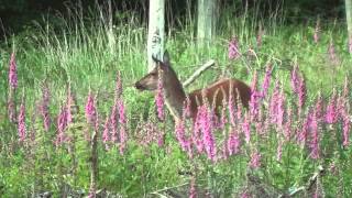 Jagd im Juni  Sommerjagd auf Rotwild Teil 2  Beute machen [upl. by Dola685]