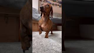 Mini doxie’s gimme leg abba [upl. by Hadsall]