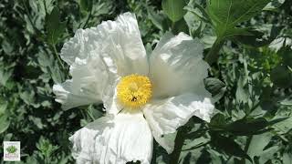 UCRBG California Native Plant Video Series Matilija Poppy [upl. by Edia]