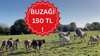 İnek Pazarı Açık arttırma İrlanda’da Fiyatlar Neler 🐄🐂🐮💸💵⍷ [upl. by Liederman]