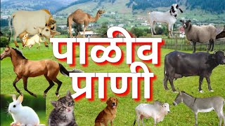 पाळीव प्राणी  प्राण्यांची नावे  paliv prani  domestic animals  pranyanchi nave  Pet animals [upl. by Domonic]