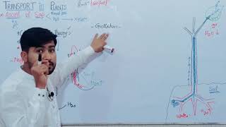 143 Ascent Of Sap  Root Pressure and Imbibation  Guttation and Bleeding  Fsc Biology class 11 [upl. by Argile]