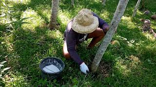 FERTILIZING FALCATA TREE  Manong Tonio [upl. by Marven]