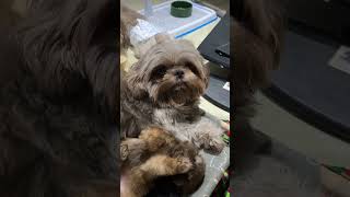 Bellamy quotwhat is dietquot doglovers shihtzupuppy dogs doglover shihtzu dog cutedog fypシ゚viral [upl. by Abert236]