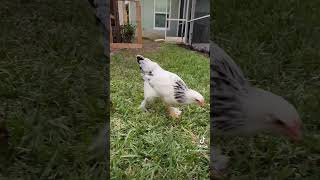 Daily Affirmations with Cute Chickens motivationalvideo chickenvideo backyardchickens foraging [upl. by Selec]