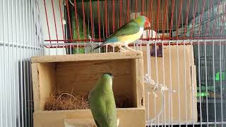 Now to Prepare For Breeding  Breeding Season Gouldian Finch [upl. by Nilo]