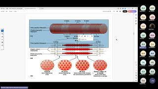 Excitationcontraction coupling By Dr Ahmed alssinnari [upl. by Ayikahs]