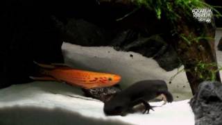 Chinese Firebelly Newt with friends  Killifish amp Peacock Eel  Animalia Kingdom Show [upl. by Ahsitam484]