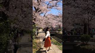 京都旅行が好きな理由🌸 shorts 京都 kyoto [upl. by Eniluqaj]