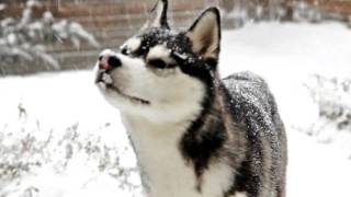 Siberian Husky dog playing in the Snow [upl. by Paterson]