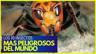 🦟 Los 10 Insectos más Peligrosos del Mundo [upl. by Tawsha]