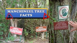 15 True Facts About Manchineel Tree  Random Facts  Weird but True [upl. by Enomsed457]