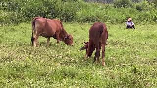 The old lady went to herd cows [upl. by Wavell]